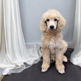Poodle Puppies from Impressive Cartwright Poodles