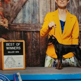 Miniature Pinschers from Hundeholz