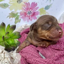 Sassafras AKC - Chocolate and tan female Dachshund puppy in Hendersonville, North Carolina from Snarky Doxy Miniature Dachshunds
