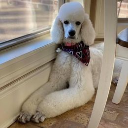 Poodle Puppies from PF Standard Poodles