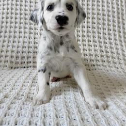 Alocasia - LUA long coat - White and black female Dalmatian puppy in Jefferson, Georgia from Spotted Jewels Dalmatians