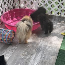Pomeranian Puppies from Silver’s Reigning Heir Poms