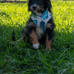Kojack - Black tri male Miniature American Shepherd puppy in Crowley, Texas from Nelson's Aussies and Aussiedoodles