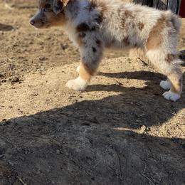 Australian Shepherd Puppies from Malin Family Aussies