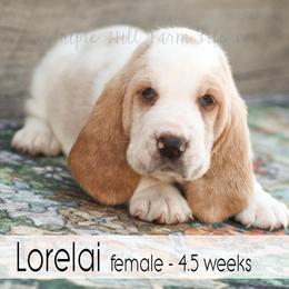 Lorelai - Red and white female Basset Hound puppy in Jefferson City, Missouri from Triple Hill Farm