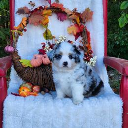 Hansel - Blue merle male Miniature Australian Shepherd puppy in Gainesboro, Tennessee from Family Tradition