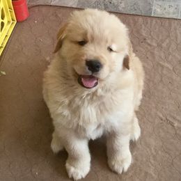Golden Retriever Puppies from Tahnee Golden Retrievers