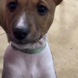 Basenji Puppies from Rocky Mountain Basenjis & Little Dog Farm & Grooming