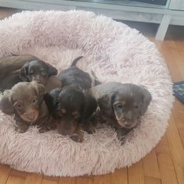 Dachshund Puppies from C and j doxies