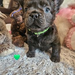 Abby - Black and white female French Bulldog puppy in Bend, Oregon from High Lakes Frenchies