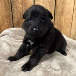 Hunter DL - Black male German Shepherd puppy in Terra Alta, West Virginia from Shepherd Country Farm and Kennels
