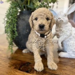 Cash - Cream male Goldendoodle puppy in Rienzi, Mississippi from Saddle Hill Farms