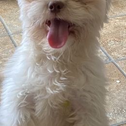 Poodles, Shihpoos, Shih Tzus, Shorkies, and Yorkipoos from Oodles of Poodles & Doodles