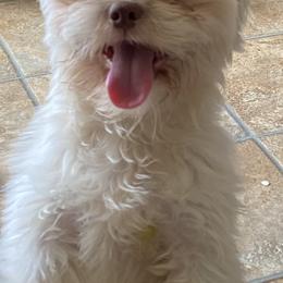 Poodles, Shihpoos, Shih Tzus, Shorkies, and Yorkipoos from Oodles of Poodles & Doodles
