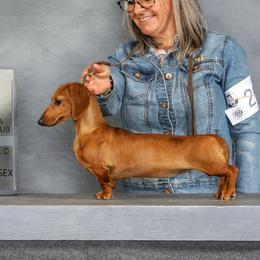 Orange Banana- Blueprint Orange Banana Gerber Baby Claire Bear MS - Red female Dachshund puppy in Mountain Grove, Missouri from Blueprint K9 Dachshunds- www.BlueprintK9.com