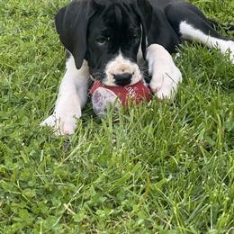Echo - Mantle female Great Dane puppy in Liberty, New York from Catskills Greatest Danes