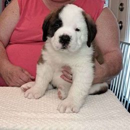 Saint Bernard Puppies from Wintercrest St. Bernards