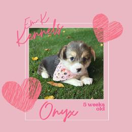 Onyx - Black and tan female Pembroke Welsh Corgi puppy in Abingdon, Virginia from Em-K Kennels