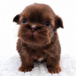 Chandler - Liver male Shih Tzu puppy in Richmond, Texas from Aleka Shih Tzu