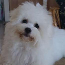 Kermie - Coton de Tulear