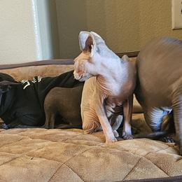 Cane Corso and Xoloitzcuintli from Naked nobles kennel