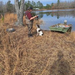 German Shorthaired Pointer All Grown Up from Briar Creek Kennels