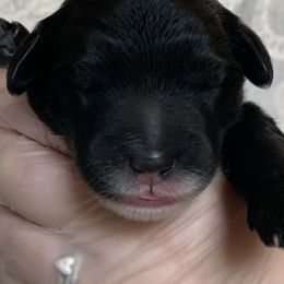 Sheepadoodle Puppies from Riley Grace Puppies