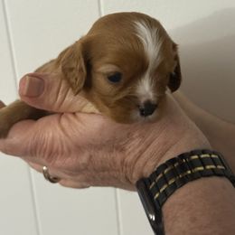 Scooby Doo - Ruby male Cavalier King Charles Spaniel puppy in Solon, Ohio from Rosie’s Pups
