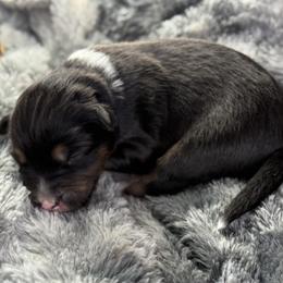 Girl 3 - Black tri-color female Australian Shepherd puppy in Volant, Pennsylvania from Addie's Aussies