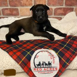 Belgian Malinois Puppies from Red Acres Working Line K9s