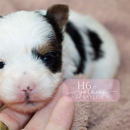 Saylor - Parti female Yorkshire Terrier puppy in Austin, Texas from H6 Yorkies