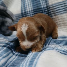 Creed - Red male Havanese puppy in Hamptonville, North Carolina from Alabama Havanese Kennel