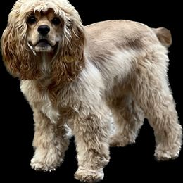 Cocker Spaniel Puppies from Gates Cocker Spaniels