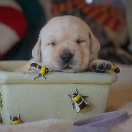 Lavender - Yellow female Labrador Retriever puppy in Ridgecrest, California from Black Mountain Service Dogs