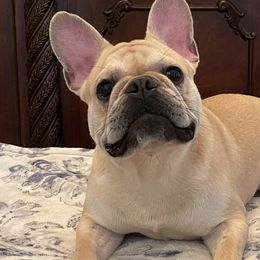 French Bulldogs from OoLaLa Frenchies