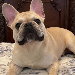 French Bulldogs from OoLaLa Frenchies