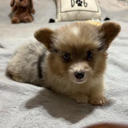 Full fluffy Buster - Blue merle and white male American Corgi puppy in Decatur, Texas from Bar S Corgis