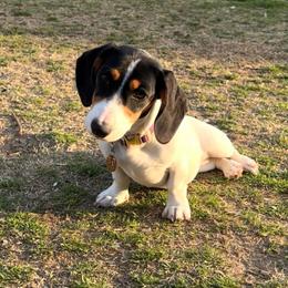 Bowyn - Dachshund