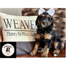 Girl 4 - Phantom female Bernedoodle puppy in Altura, Minnesota from Whitewater Bernedoodles & Bluffside Berners