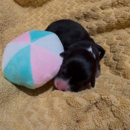 AKC Black Tri - Black and tan female Pembroke Welsh Corgi puppy in Summerfield, Florida from Promise Land Farm