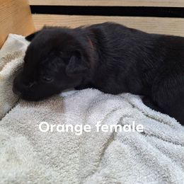 Orange - Black female Belgian Malinois puppy in Chico, Texas from North Texas Working Malinois