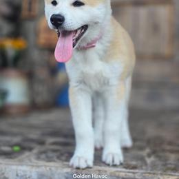 Girl 2 - Red female Japanese Akitainu puppy in Payson, Utah from Havoc Akitas