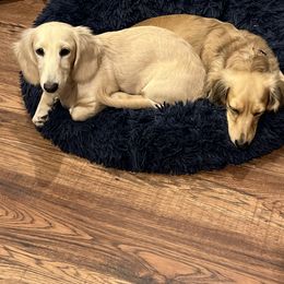Dachshund Puppies from Honey Creek Dachshunds