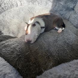 Zoey - Sable and white female Shetland Sheepdog puppy in Mi   Clarkston, Michigan from Heslip Family Puppies