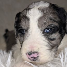Aussiedoodles, Bernedoodles, Cavapoos, Goldendoodles, Poodles, and Sheepadoodles from Southern Utah Doodles & Poodles