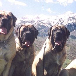 Mastiffs from Marcy Mtn Mastiff