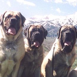 Mastiffs from Marcy Mtn Mastiff