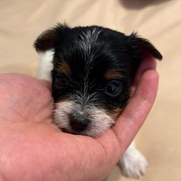Maple (Mint Collar) - Parti female Yorkshire Terrier puppy in Riverbank, California from Yorkie_Wonderland and Stud Services