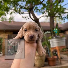 Ranger - CKC Registered :: Light Blue - Cream male Dachshund puppy in Erick, Oklahoma from 4-L Backyard Dach