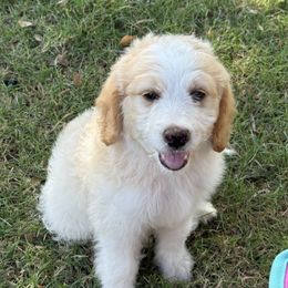 Daisy - Brown and white female Aussiedoodle puppy in Tulsa, Oklahoma from Vali Girl Aussiedoodles